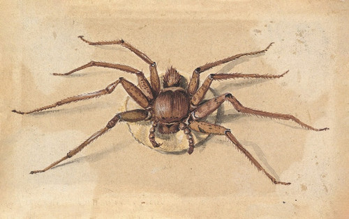 Digital Print - A Spider by Jan Vincentsz van der Vinne