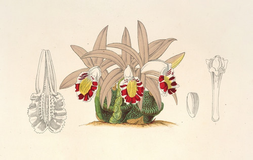 Digital Print - Clogyne lagenaria by Charles Antoine Lemaire