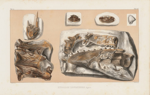Digital Print - Recherches sur les poissons fossiles Pl.041 by Louis Agassiz
