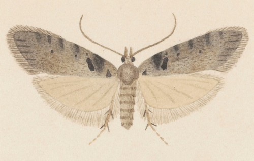 Digital Print - Entomology watercolour Pl.113 by George Hudson