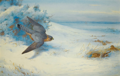 Digital Print - Merlin And Larks by Archibald Thorburn