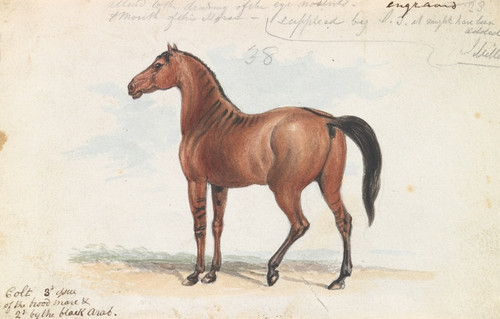 Digital Print - Colt Third Issue of Brood Mare and Second by the Black Arab by Charles Hamilton Smith