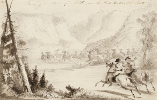 Digital Print - Running a Bank of Elk, Near the Cut Rocks of the Platte by Alfred Jacob Miller