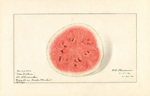 Digital Print - Citrullus lanatus: Tom Watson by Royal Charles Steadman