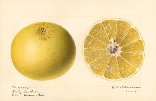 Digital Print - Citrus paradisi: Dorthy Seedless by Royal Charles Steadman