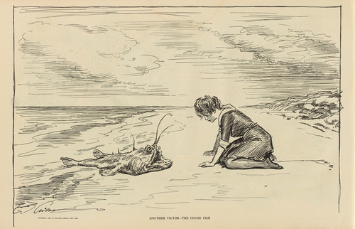 Digital Print - Another victimthe goose fish by Charles Dana Gibson