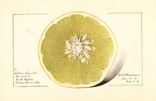 Digital Print - Citrus paradisi: Silver Cluster by Royal Charles Steadman