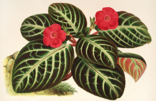 Digital Print - Cyrtodeira fulgida by Charles Antoine Lemaire