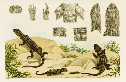 Digital Print - Reptiles VII by Frederick McCoy