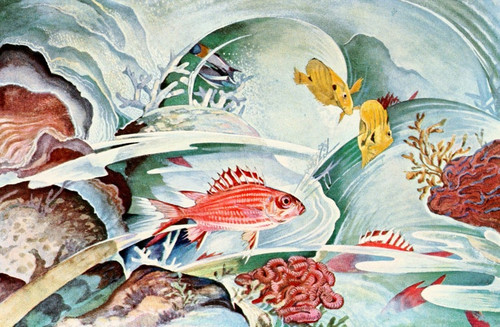 Digital Print - Squirrel fish of Honolulu by Stephen Haweis Digital Print - Squirrel fish of Honolulu by Stephen Haweis