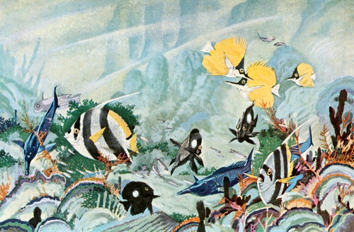 Digital Print - Colorful fishes of the Hawaiian shore by Stephen Haweis Digital Print - Colorful fishes of the Hawaiian shore by Stephen Haweis