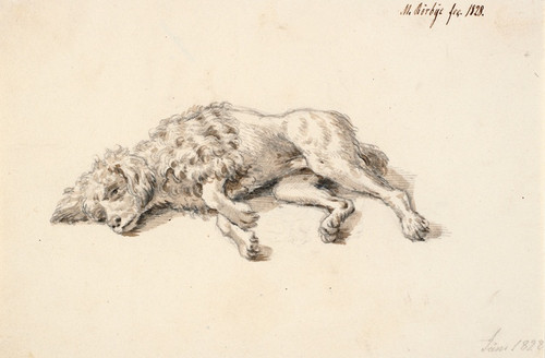 Digital Print - Liggende puddelhund by Martinus Rrbye
