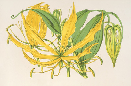 Digital Print - Methonica grandiflora by Charles Antoine Lemaire