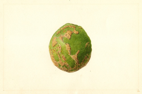 Digital Print - Citrus paradisi by James Marion Shull
