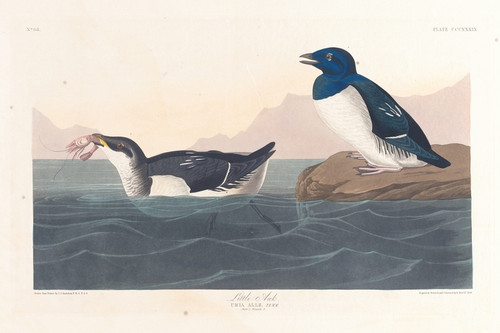 Digital Print - Little auk by John James Audubon