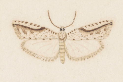 Digital Print - Entomology watercolour Pl.120 by George Hudson