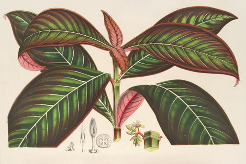 Digital Print - Campylobotrys Ghiesbreghtii by Charles Antoine Lemaire
