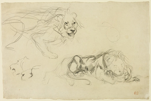 Digital Print - Studies of Lions by Eugne Delacroix