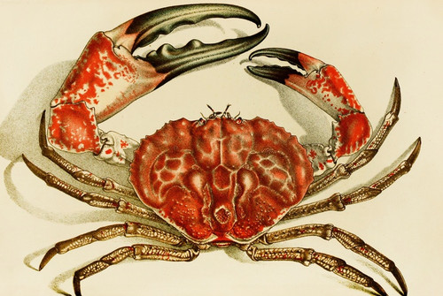 Digital Print - Crustacea IV by Frederick McCoy