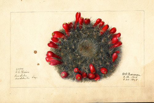 Digital Print - Opuntia: Prickly Pear by Deborah Griscom Passmore