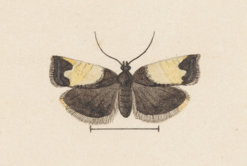 Digital Print - Entomology watercolour Pl.103 by George Hudson