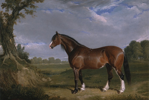 Digital Print - A Clydesdale Stallion by John Frederick Herring Snr.