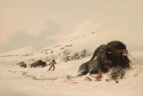Digital Print - Buffalo Bull, in Snow Drift by George Catlin