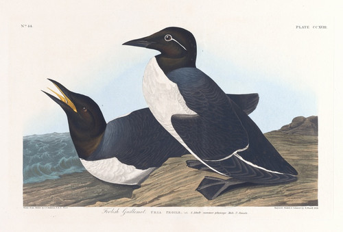 Digital Print - Foolish guillemot by John James Audubon