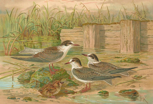 Digital Print - Hydrochelidon hybrida, Hydrochelidon fissipes, Hydrochelidon nigra by Johann Friedrich Naumann