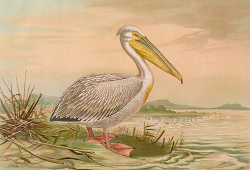Digital Print - Pelecanus onocrotalus by Johann Friedrich Naumann Digital Print - Pelecanus onocrotalus by Johann Friedrich Naumann