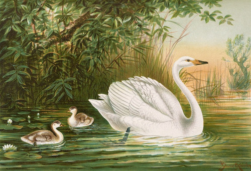 Digital Print - Cygnus cygnus by Johann Friedrich Naumann