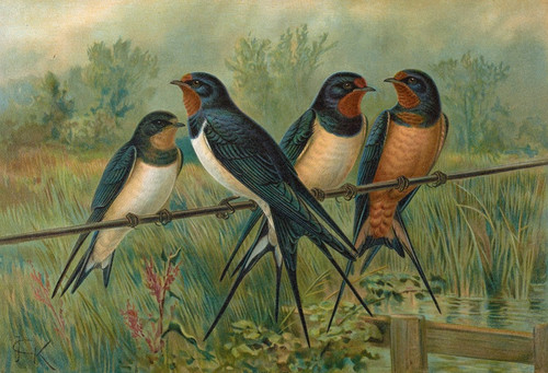 Digital Print - Hirundo rustica, Hirundo rustica Savignii by Johann Friedrich Naumann