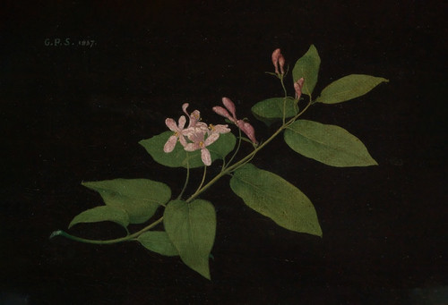 Digital Print - Bltenzweig der Heckenkirsche by Georg Philipp Schmitt