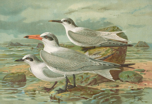 Digital Print - Sterna tschegrava Lepech, Sterna cantiaca Gm, Sterna nilotica Hasselqu by Johann Friedrich Naumann