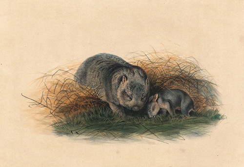 Digital Print - The Tasmanian Wombat by Joseph Wolf