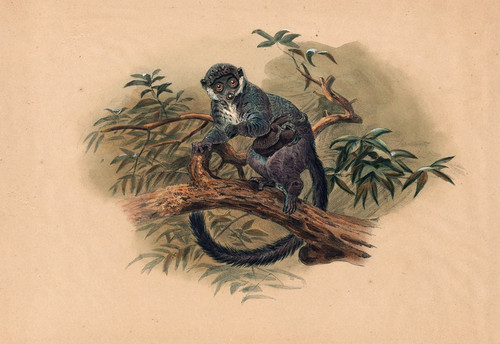 Digital Print - The Black-Fronted Lemur by Joseph Wolf