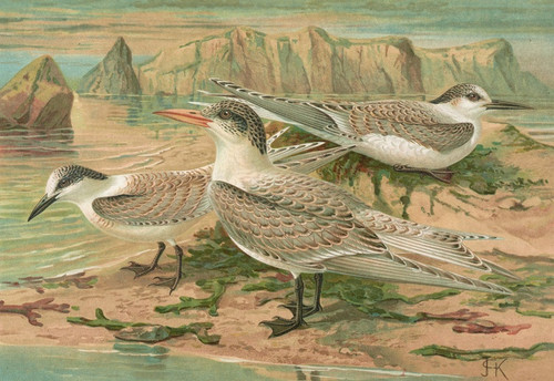 Digital Print - Sterna nilotica Hasselqu, Sterna tschegrava Lepech, Sterna cantiaca Gm by Johann Friedrich Naumann