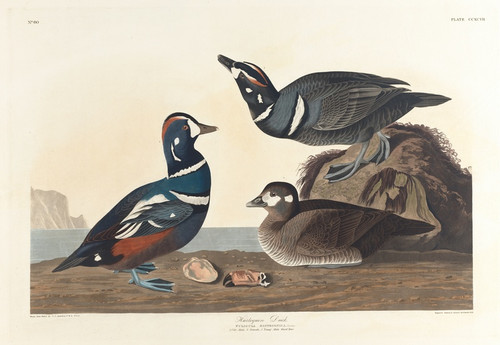 Digital Print - Harlequin duck by John James Audubon