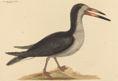 Digital Print - The Cutwater (Rhynchops nigra) by Mark Catesby