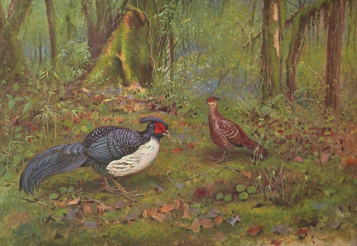 Digital Print - Black-Backed Kaleege by George Edward Lodge Digital Print - Black-Backed Kaleege by George Edward Lodge