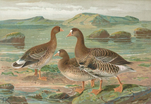 Digital Print - Anser albifrons by Johann Friedrich Naumann Digital Print - Anser albifrons by Johann Friedrich Naumann