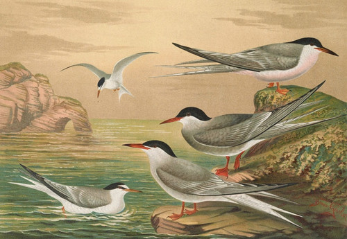 Digital Print - Sterna hirundo, Sterna macrura, Sterna Dougalli Mont., Sterna minuta by Johann Friedrich Naumann