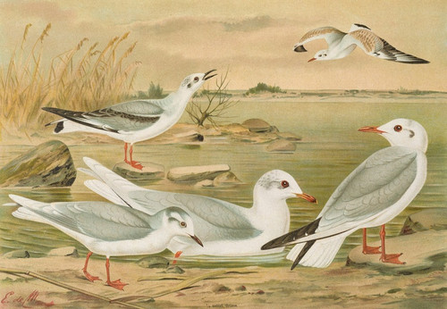 Digital Print - Larus minutus Pall, Larus ridibundus, Larus melanocephalus Natt, Larus Philadelphia Ord by Johann Friedrich Naumann Digital Print - Larus minutus Pall, Larus ridibundus, Larus melanocephalus Natt, Larus Philadelphia Ord by Johann Friedrich Naumann