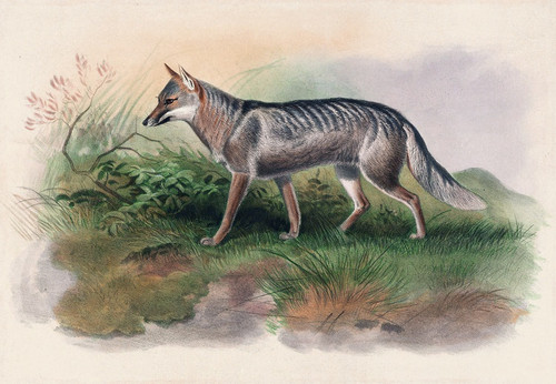 Digital Print - Azara's Fox by Joseph Wolf