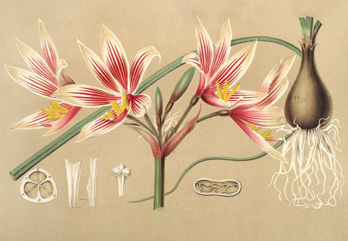 Digital Print - Placea grandiflora by Charles Antoine Lemaire
