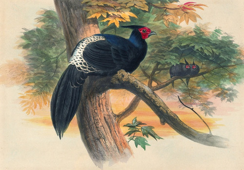 Digital Print - Horsfield's Kaleege by Joseph Wolf