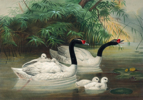 Digital Print - The Black-Necked Swan by Joseph Wolf