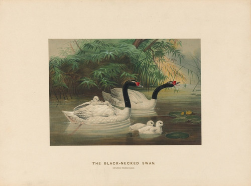 Digital Print - The Black-necked Swan by Joseph Wolf