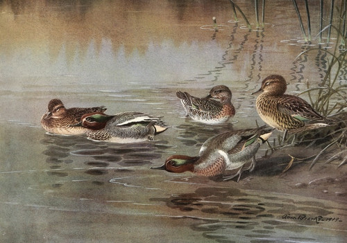 Digital Print - European Teal, American Green-Winged Teal by Allan Brooks