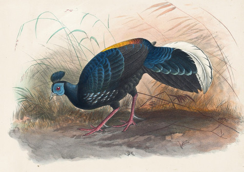Digital Print - Vieillot's Fire-Backed Pheasant by Joseph Wolf